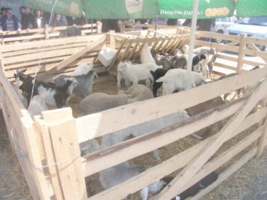Trei minori din Năvodari s-au apucat de furat miei, iezi şi păsări
